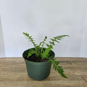 Australian Tree Fern Live Plant - 6 Inch Pot - Tropical Starter Tree - Indoor/Outdoor - Image 2