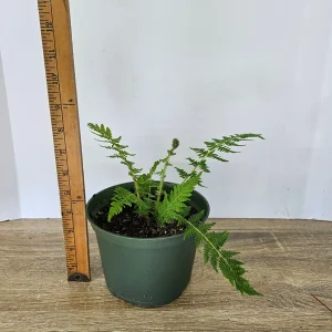 Australian Tree Fern Live Plant - 6 Inch Pot - Tropical Starter Tree - Indoor/Outdoor - Image 3