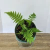 Australian Tree Fern Live Plant - 6 Inch Pot - Tropical Starter Tree - Indoor/Outdoor - Image 1