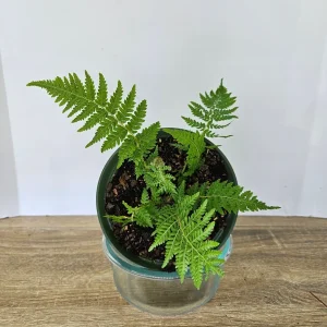 Australian Tree Fern Live Plant - 6 Inch Pot - Tropical Starter Tree - Indoor/Outdoor - Image 1