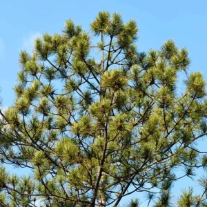 Austrian Pine Live Plant - 3-7 inch Starter Tree, Pinus nigra, Outdoor Evergreen - Image 2