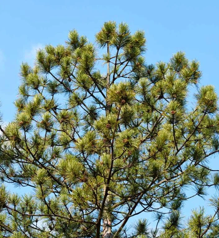 Austrian Pine Live Plant - 3-7 inch Starter Tree, Pinus nigra, Outdoor Evergreen - Image 2