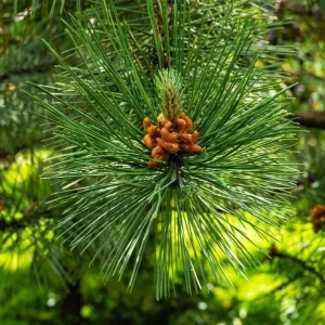 Austrian Pine Live Plant - 3-7 inch Starter Tree, Pinus nigra, Outdoor Evergreen - Image 1