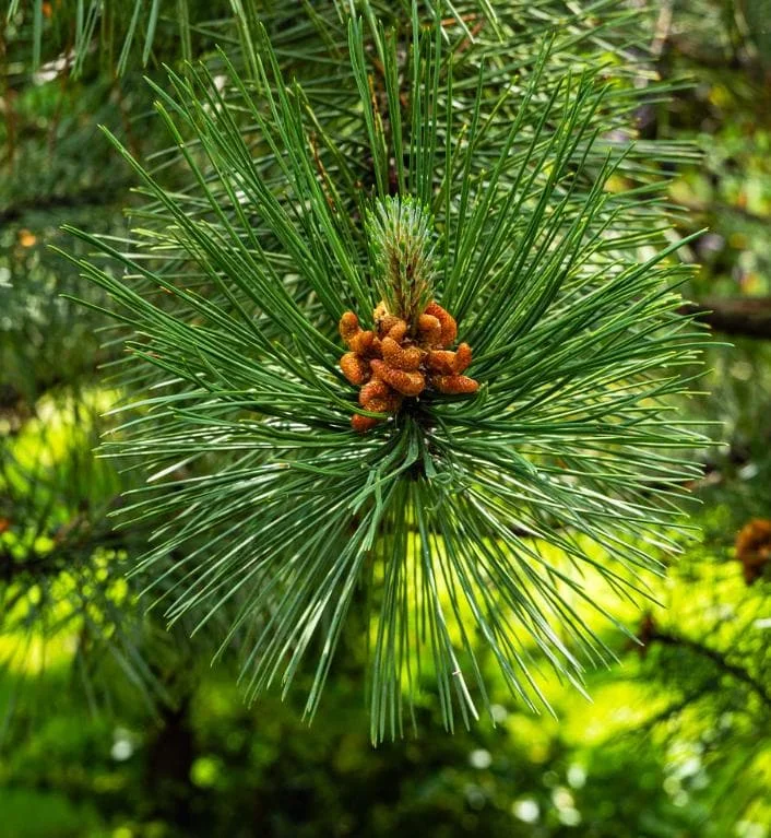 Austrian Pine Live Plant - 3-7 inch Starter Tree, Pinus nigra, Outdoor Evergreen - Image 1