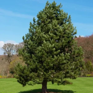 Austrian Pine Live Plant - 3-7 inch Starter Tree, Pinus nigra, Outdoor Evergreen - Image 3