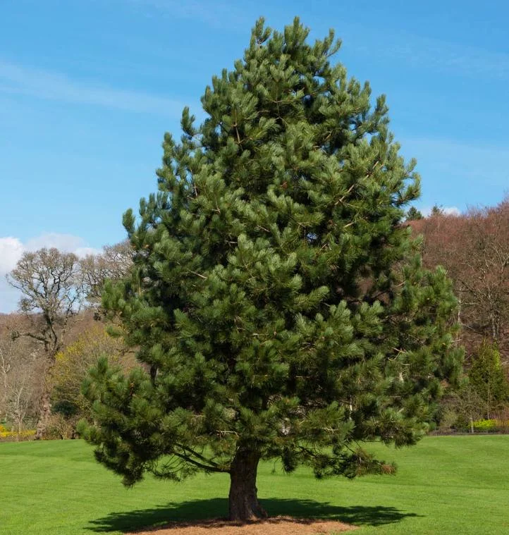 Austrian Pine Live Plant - 3-7 inch Starter Tree, Pinus nigra, Outdoor Evergreen - Image 3