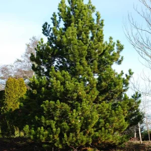 Austrian Pine Live Plant - 3-7 inch Starter Tree, Pinus nigra, Outdoor Evergreen - Image 4