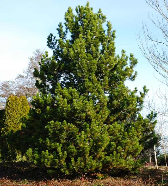 Austrian Pine Live Plant - 3-7 inch Starter Tree, Pinus nigra, Outdoor Evergreen - Image 4