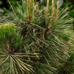 Austrian Pine Live Plant - 3-7 inch Starter Tree, Pinus nigra, Outdoor Evergreen - Image 5