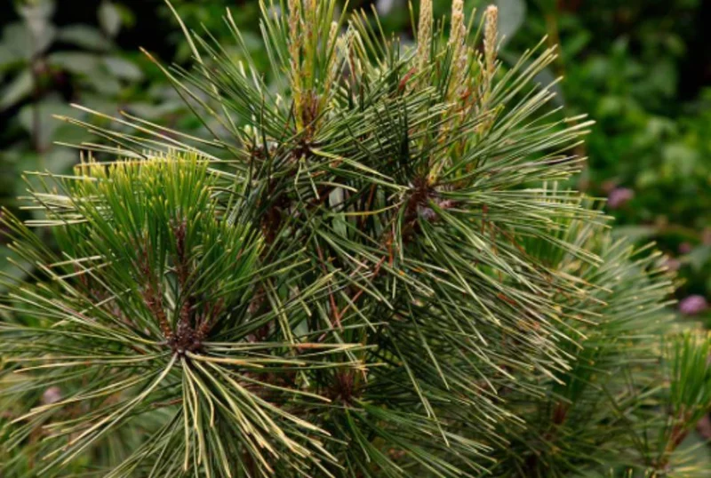 Austrian Pine Live Plant - 3-7 inch Starter Tree, Pinus nigra, Outdoor Evergreen - Image 5