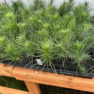 Austrian Pine Live Plant - 3-7 inch Starter Tree, Pinus nigra, Outdoor Evergreen - Image 6