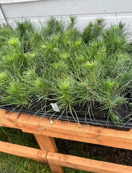 Austrian Pine Live Plant - 3-7 inch Starter Tree, Pinus nigra, Outdoor Evergreen - Image 6