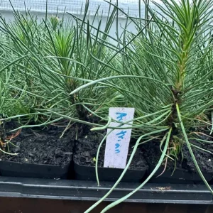 Austrian Pine Live Plant - 3-7 inch Starter Tree, Pinus nigra, Outdoor Evergreen - Image 7