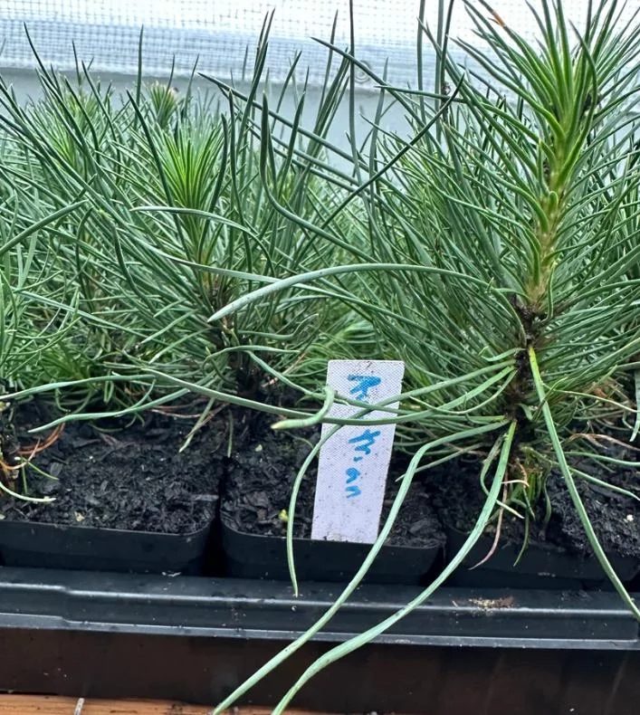 Austrian Pine Live Plant - 3-7 inch Starter Tree, Pinus nigra, Outdoor Evergreen - Image 7