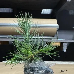 Austrian Pine Live Plant - 3-7 inch Starter Tree, Pinus nigra, Outdoor Evergreen - Image 8