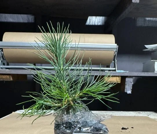 Austrian Pine Live Plant - 3-7 inch Starter Tree, Pinus nigra, Outdoor Evergreen - Image 8