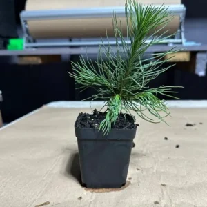 Austrian Pine Live Plant - 3-7 inch Starter Tree, Pinus nigra, Outdoor Evergreen - Image 9
