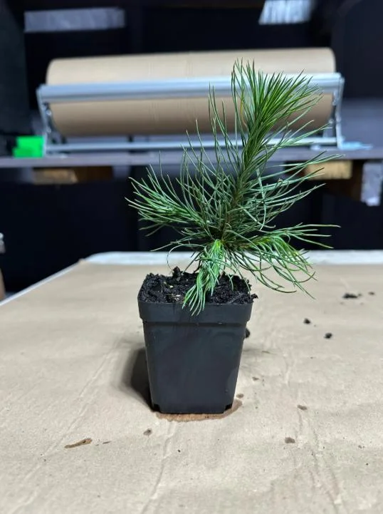 Austrian Pine Live Plant - 3-7 inch Starter Tree, Pinus nigra, Outdoor Evergreen - Image 9