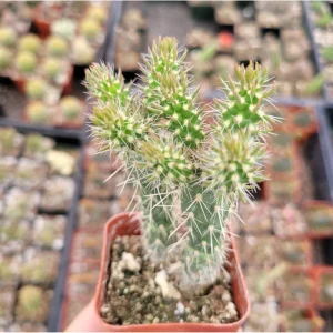 Austrocylindropuntia Cylindrica Cactus Live Plant - 2 inch Pot - Indoor/Outdoor Succulent - Image 2