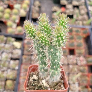 Austrocylindropuntia Cylindrica Cactus Live Plant - 2 inch Pot - Indoor/Outdoor Succulent - Image 3
