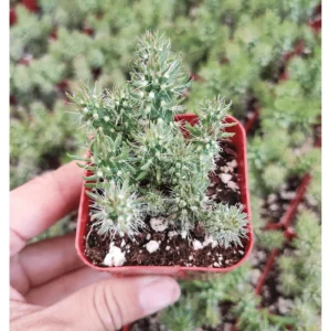 Austrocylindropuntia Cylindrica Cactus Live Plant - 2 inch Pot - Indoor/Outdoor Succulent - Image 4