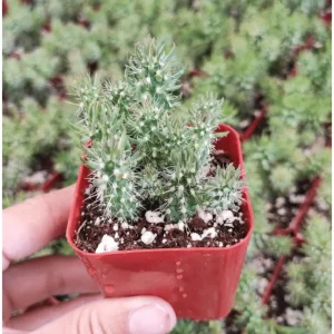 Austrocylindropuntia Cylindrica Cactus Live Plant - 2 inch Pot - Indoor/Outdoor Succulent - Image 5