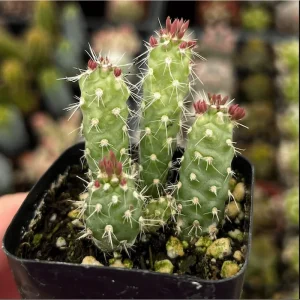 Austrocylindropuntia Cylindrica Cactus Live Plant - 2 inch Pot - Indoor/Outdoor Succulent - Image 6
