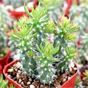 Austrocylindropuntia Cylindrica Cactus Live Plant - 2 inch Pot - Indoor/Outdoor Succulent - Image 1