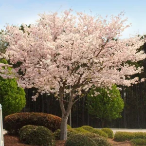 Autumn Alice Cherry Tree Rooted Cutting - 8-12 Inch Tall Live Plant - Image 2