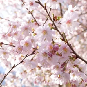 Autumn Alice Cherry Tree Rooted Cutting - 8-12 Inch Tall Live Plant - Image 1