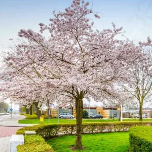 Autumn Alice Cherry Tree Rooted Cutting - 8-12 Inch Tall Live Plant - Image 3