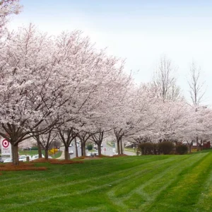 Autumn Alice Cherry Tree Rooted Cutting - 8-12 Inch Tall Live Plant - Image 4