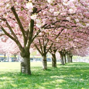 Autumn Alice Cherry Tree Rooted Cutting - 8-12 Inch Tall Live Plant - Image 5