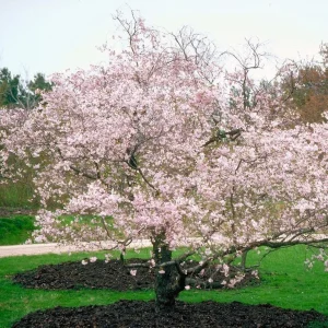 Autumn Alice Cherry Tree Rooted Cutting - 8-12 Inch Tall Live Plant - Image 6