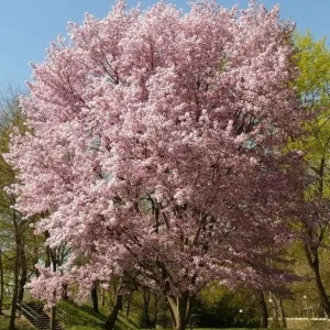 Autumn Alice Cherry Tree Rooted Cutting - 8-12 Inch Tall Live Plant - Image 7