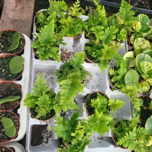 Autumn Fern Live Plant - Japanese Shield Fern, Dryopteris Erythrosora, 2 inch Pot - Image 2