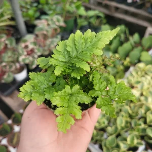 Autumn Fern Live Plant - Japanese Shield Fern, Dryopteris Erythrosora, 2 inch Pot - Image 3
