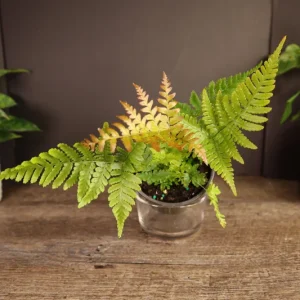 Autumn Fern Plant – Japanese Shield Fern – Live Plant – 4 Inch Pot – Indoor/Outdoor - Image 2