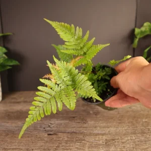 Autumn Fern Plant – Japanese Shield Fern – Live Plant – 4 Inch Pot – Indoor/Outdoor - Image 3