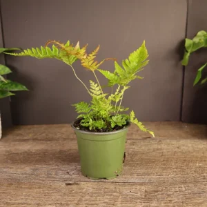 Autumn Fern Plant – Japanese Shield Fern – Live Plant – 4 Inch Pot – Indoor/Outdoor - Image 4