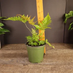 Autumn Fern Plant – Japanese Shield Fern – Live Plant – 4 Inch Pot – Indoor/Outdoor - Image 5