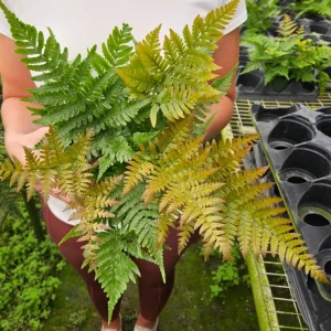 Autumn Fern Plant – Japanese Shield Fern – Live Plant – 4 Inch Pot – Indoor/Outdoor - Image 1