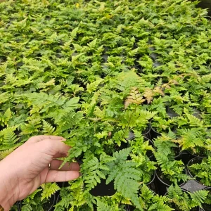 Autumn Fern Plant – Japanese Shield Fern – Live Plant – 4 Inch Pot – Indoor/Outdoor - Image 6