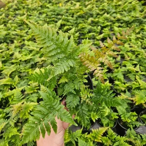 Autumn Fern Plant – Japanese Shield Fern – Live Plant – 4 Inch Pot – Indoor/Outdoor - Image 7