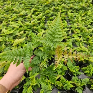 Autumn Fern Plant – Japanese Shield Fern – Live Plant – 4 Inch Pot – Indoor/Outdoor - Image 8