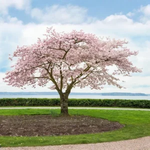 Autumnalis Cherry Blossom Tree Live Plant, 2.5