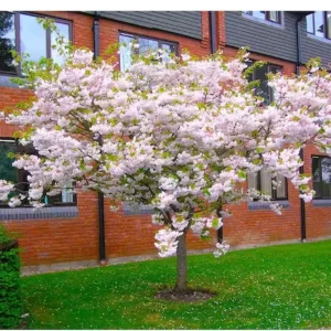 Autumnalis Cherry Blossom Tree Live Plant, 2.5