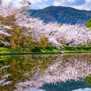 Autumnalis Cherry Blossom Tree Live Plant, 2.5