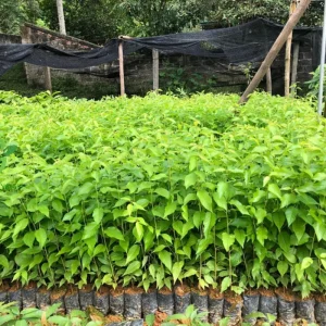 Autumnalis Flowering Cherry Tree Live Plant – 2.5-inch Pot, Pink-White Blooms, Outdoor - Image 3