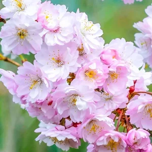 Autumnalis Flowering Cherry Tree Live Plant – 2.5-inch Pot, Pink-White Blooms, Outdoor - Image 1
